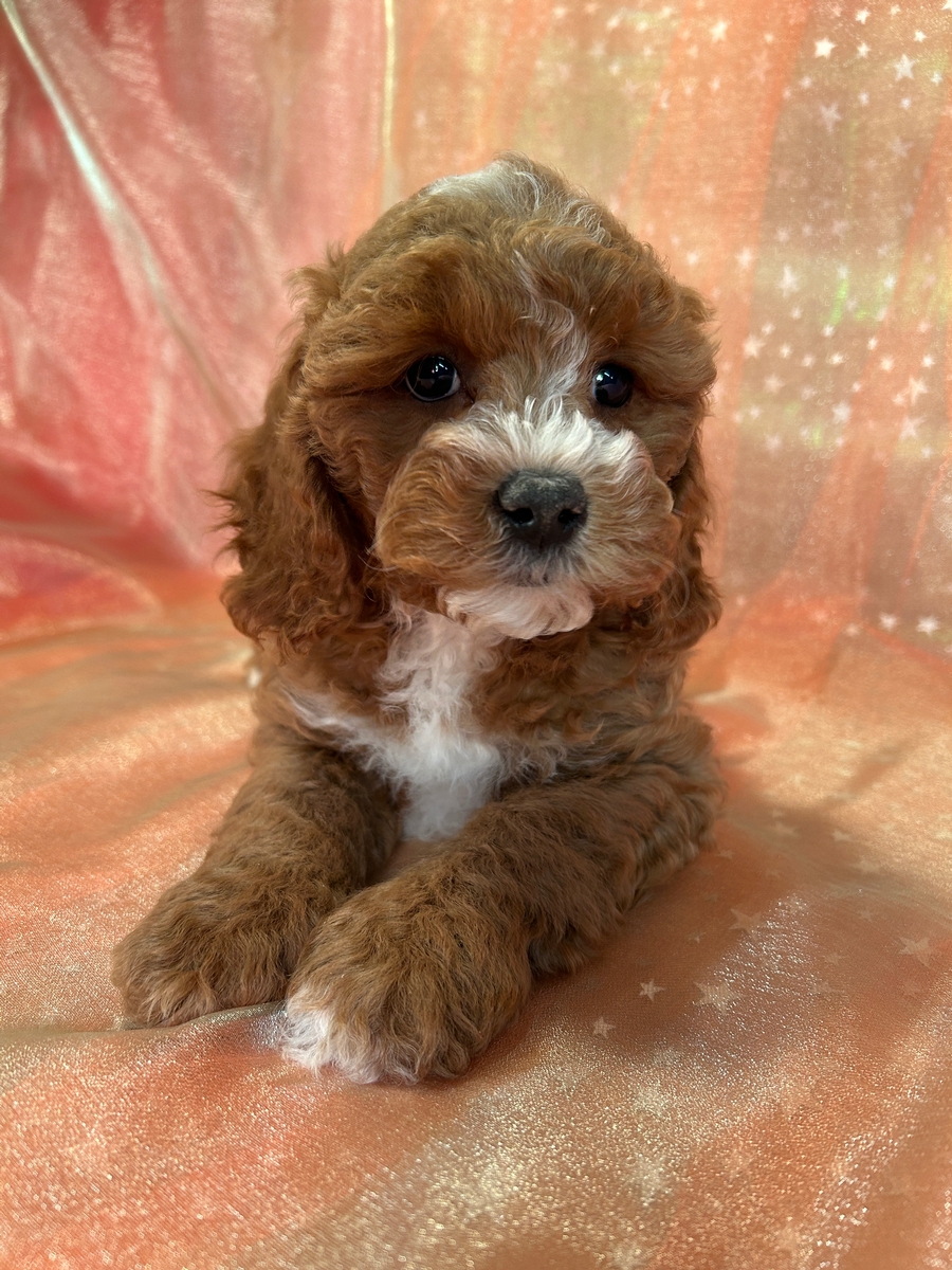 Male Cockapoo Puppy for Sale in Iowa DOB 11-1-2025 $950